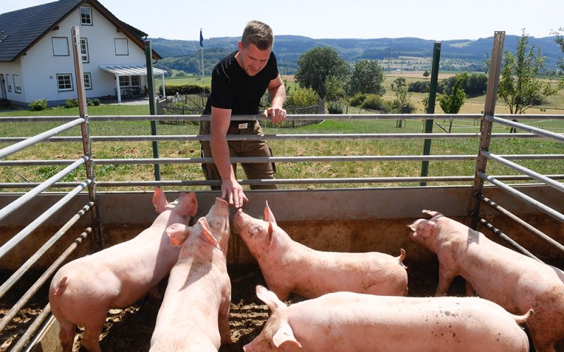 Farmer Pigs